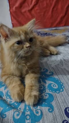 Persian kitten 2.5 months old available for sale