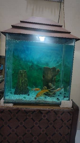 Aquarium for sale with Table 2