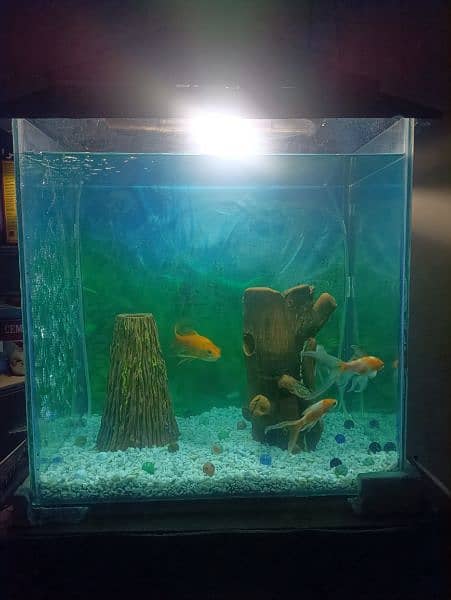 Aquarium for sale with Table 4