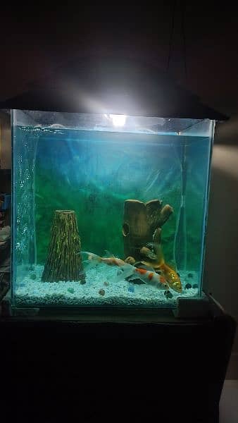 Aquarium for sale with Table 6