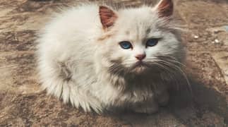 persian cat white triple coated 03206723134