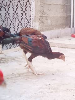 Aseel chickens