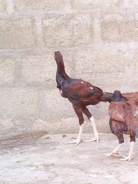 Aseel chickens 2