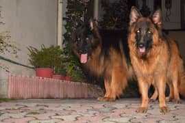 German shepherd impoterd female available for sale 0