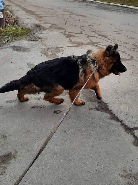 German shepherd impoterd female available for sale 3