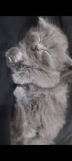 semi punch grey female kitten