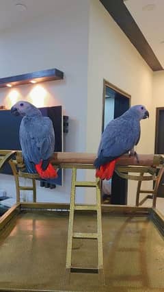 Congo African Grey Parrot 0