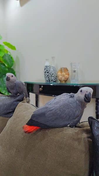 Congo African Grey Parrot 2