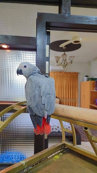 Congo African Grey Parrot 3