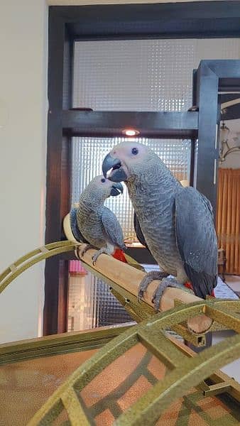 Congo African Grey Parrot 4