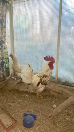 Hen egg laying and Rooster Desi Murgha aur Murghi