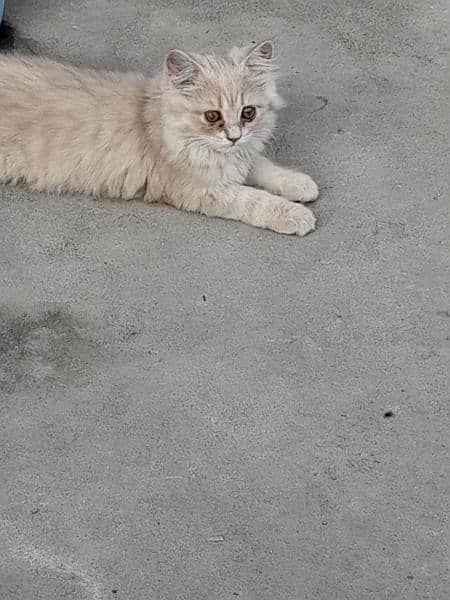 Beautiful Persian kitten for sale 2