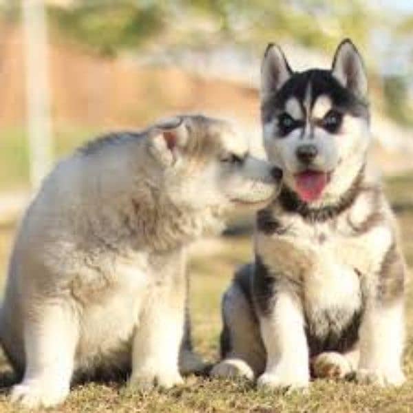I want to sale my husky puppies 0