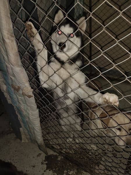 I want to sale my husky puppies 2
