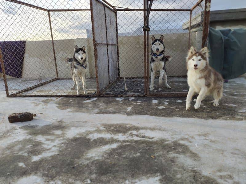 I want to sale my husky puppies 3
