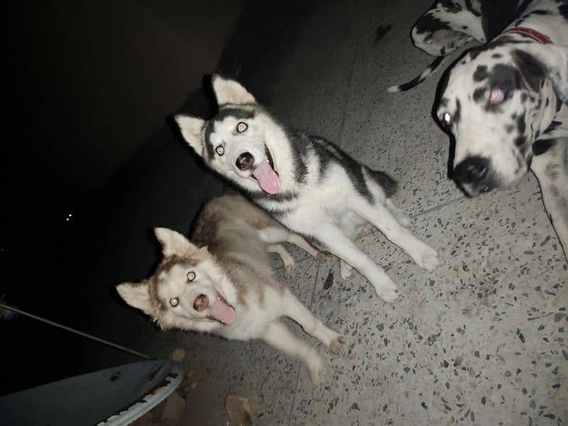 I want to sale my husky puppies 6