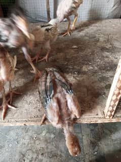 pure aseel chicks price 1250 pr peice heera +  lakha