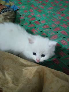 percian kitten age 55 days blue eyes very playful and healthy
