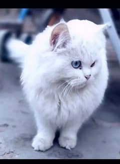 Russian white cat for sell