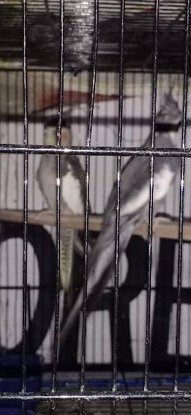 cocktiel parrot pair for sale 1