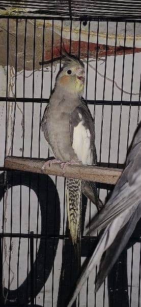 cocktiel parrot pair for sale 4