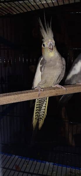 cocktiel parrot pair for sale 5