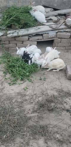 rabbit 2 breeder female or 7 bata WhatsApp no 03269189860