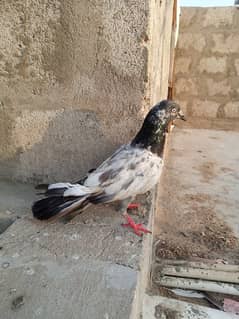 Top High Flyer Rampori male for sale only