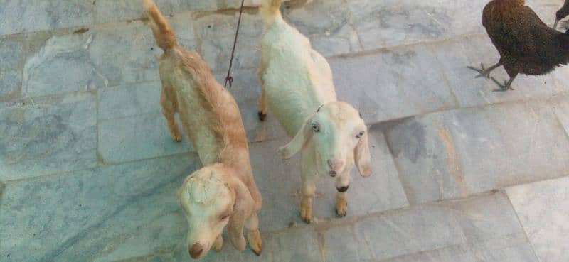 kids goat male 1
