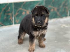German shepherd Dog for sale 60000