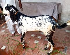 Lail puri bakra for sell age 2 dant