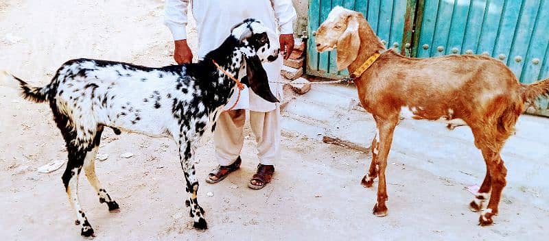 Lail puri bakra for sell age 2 dant 3