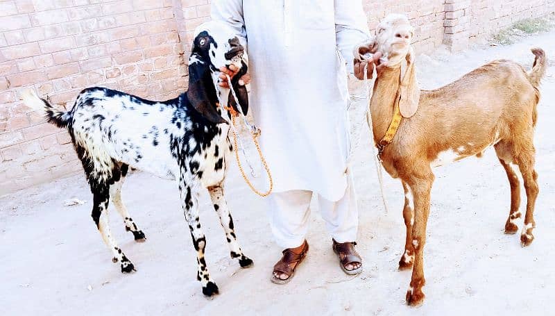 Lail puri bakra for sell age 2 dant 4