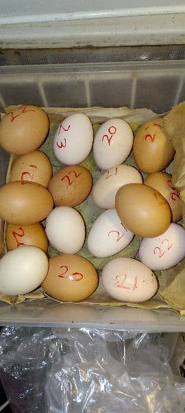 Desi eggs 0