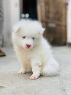 triple coat Russian female puppy for sale 0