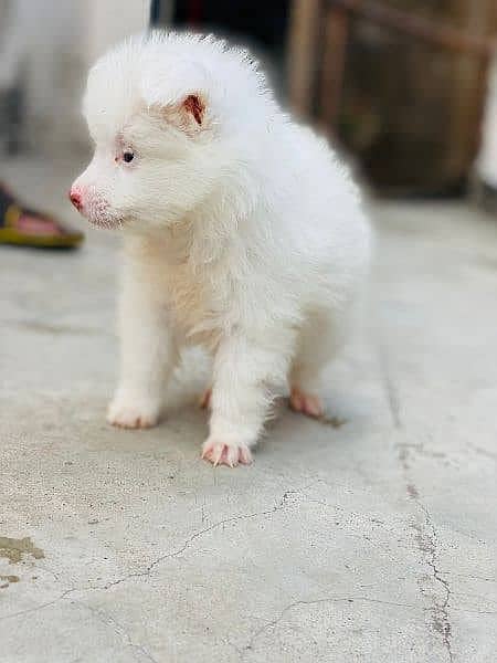 triple coat Russian female puppy for sale 1