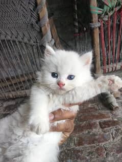 percian kitten age 55 days blue eyes very playful and healthy