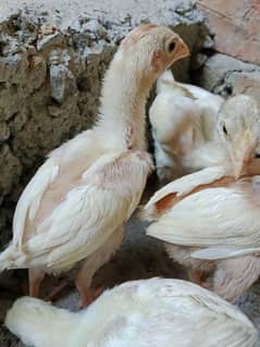 White Aseel Chick's & Mixup Aseel Chick's Available 0