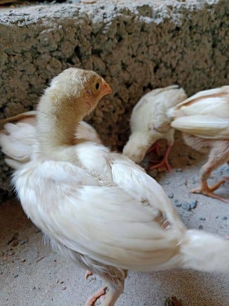 White Aseel Chick's & Mixup Aseel Chick's Available 1
