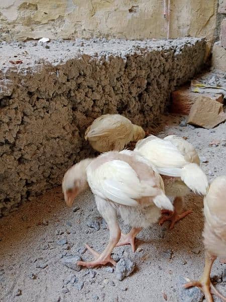 White Aseel Chick's & Mixup Aseel Chick's Available 2