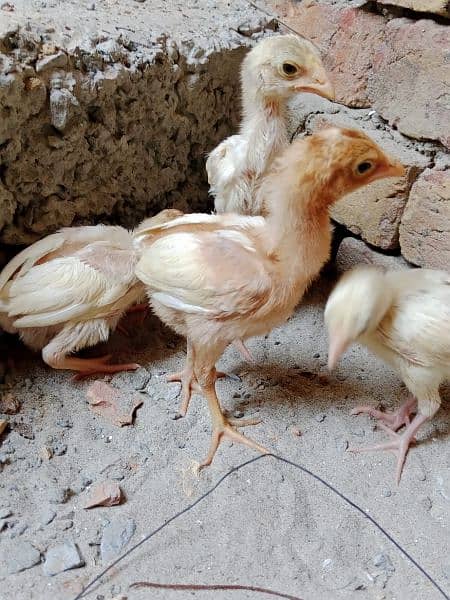 White Aseel Chick's & Mixup Aseel Chick's Available 3