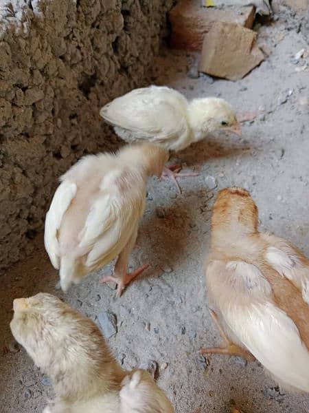 White Aseel Chick's & Mixup Aseel Chick's Available 4
