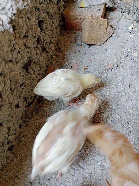 White Aseel Chick's & Mixup Aseel Chick's Available 5