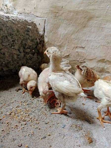 White Aseel Chick's & Mixup Aseel Chick's Available 6