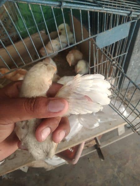 White Aseel Chick's & Mixup Aseel Chick's Available 7