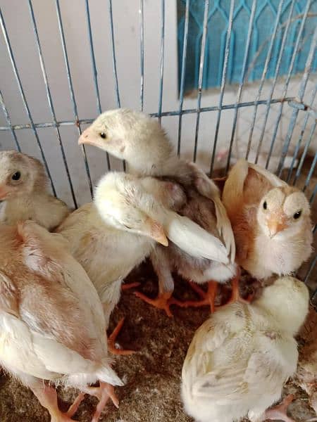 White Aseel Chick's & Mixup Aseel Chick's Available 8