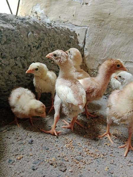 White Aseel Chick's & Mixup Aseel Chick's Available 10