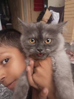 Gray Persian cat 0