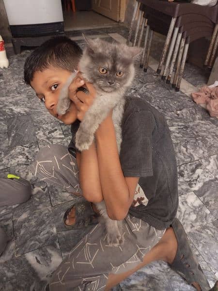 Gray Persian cat 1