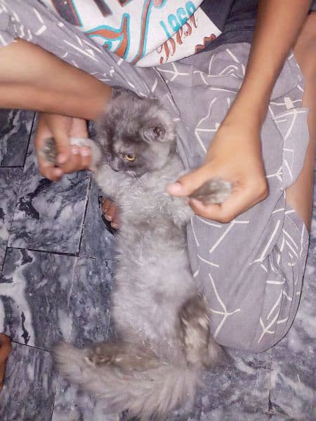 Gray Persian cat 3